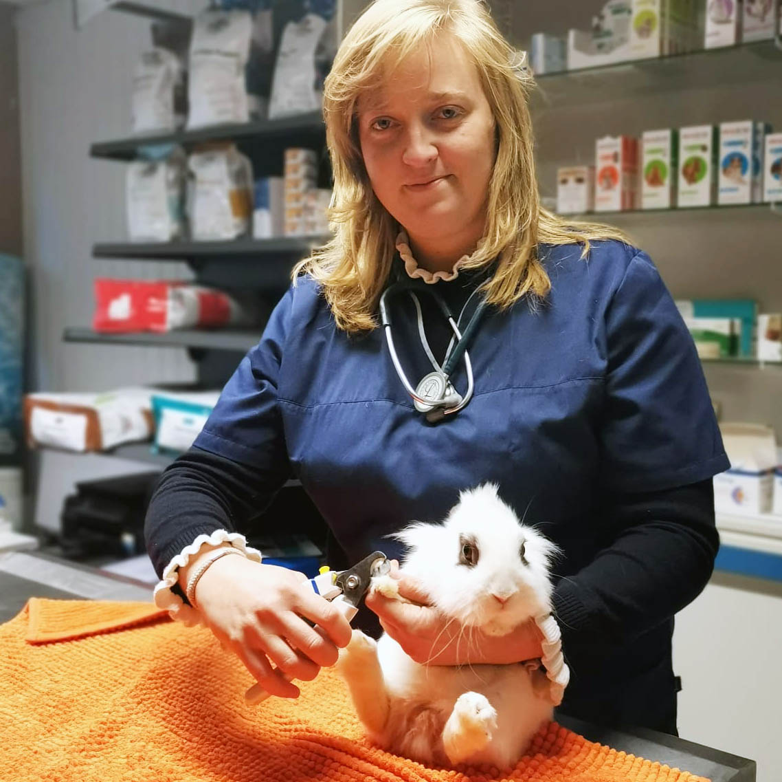 soins lapin carré Docteur Célestine Vincent